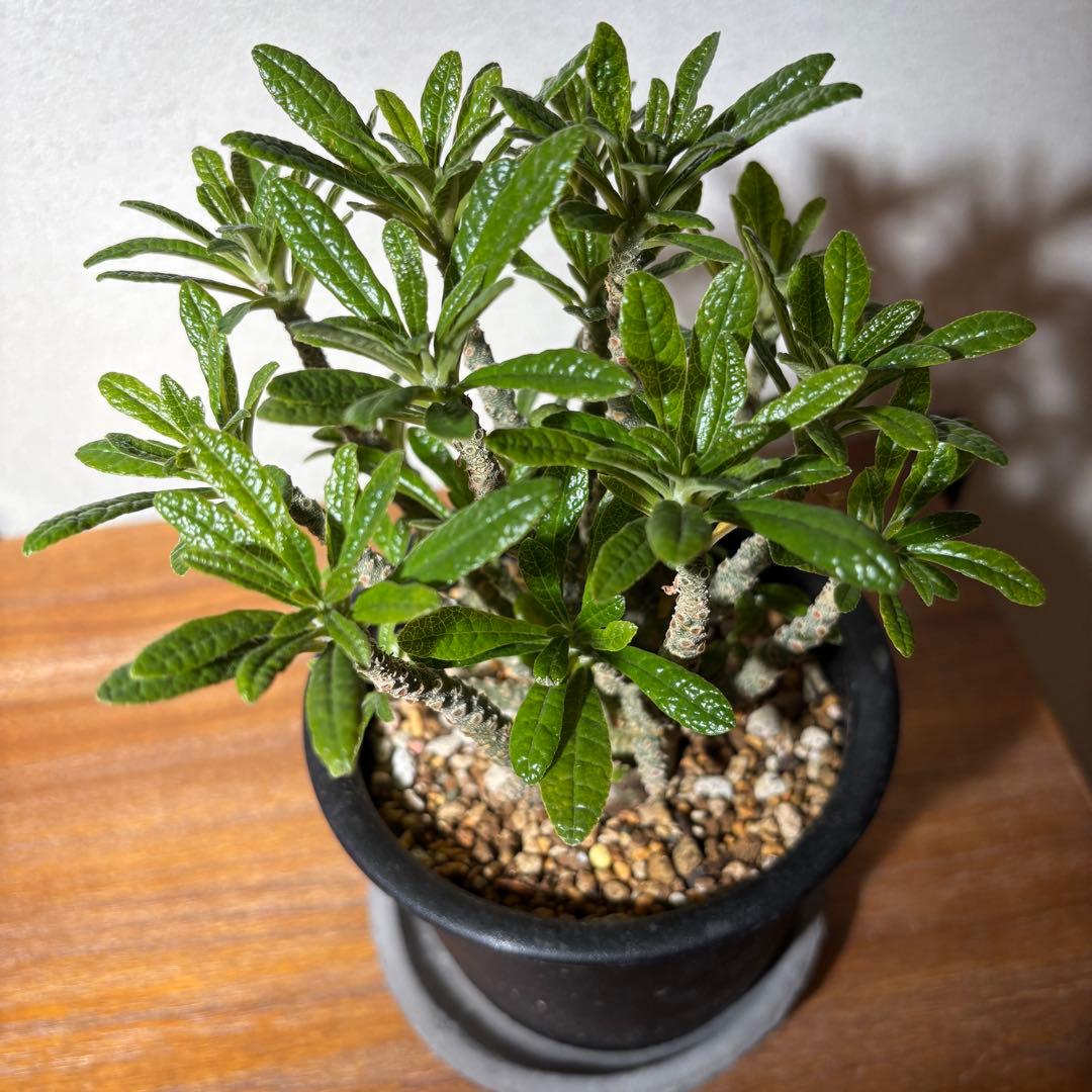 ドルステニアギガス 実生株 鉢ごとメルカリ便発送レア塊根植物