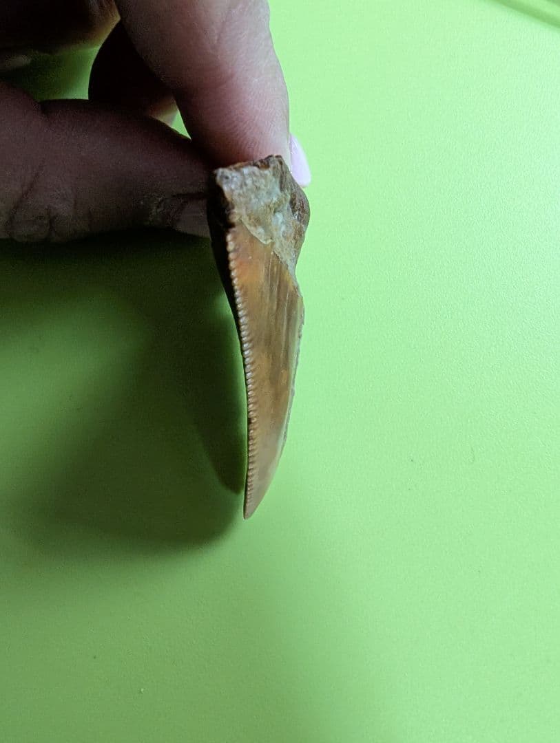 南米チリ産　サメの歯 化石 希少 マクラメ　ハンドメイド　標本　コレクション