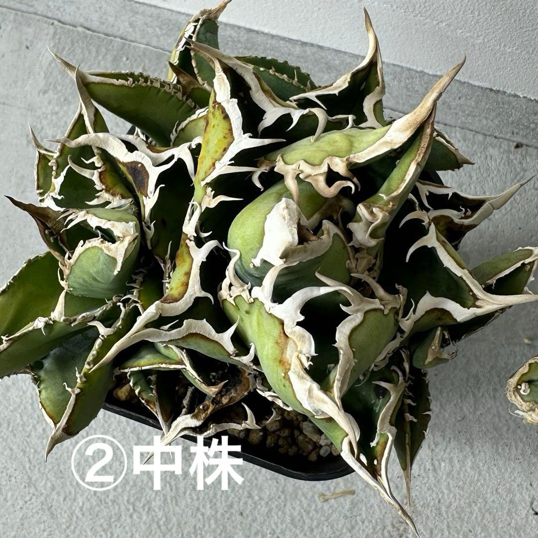 チタノタ シエラミクスティカ WTC セット ※バラ売り可能 検）冰雹、麻花龍