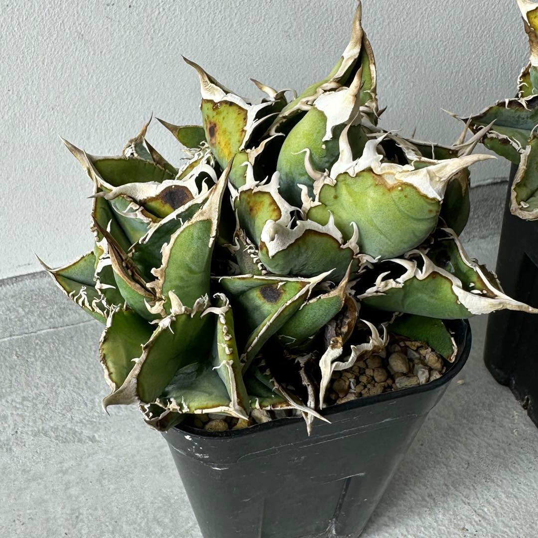 チタノタ シエラミクスティカ WTC セット ※バラ売り可能 検）冰雹、麻花龍