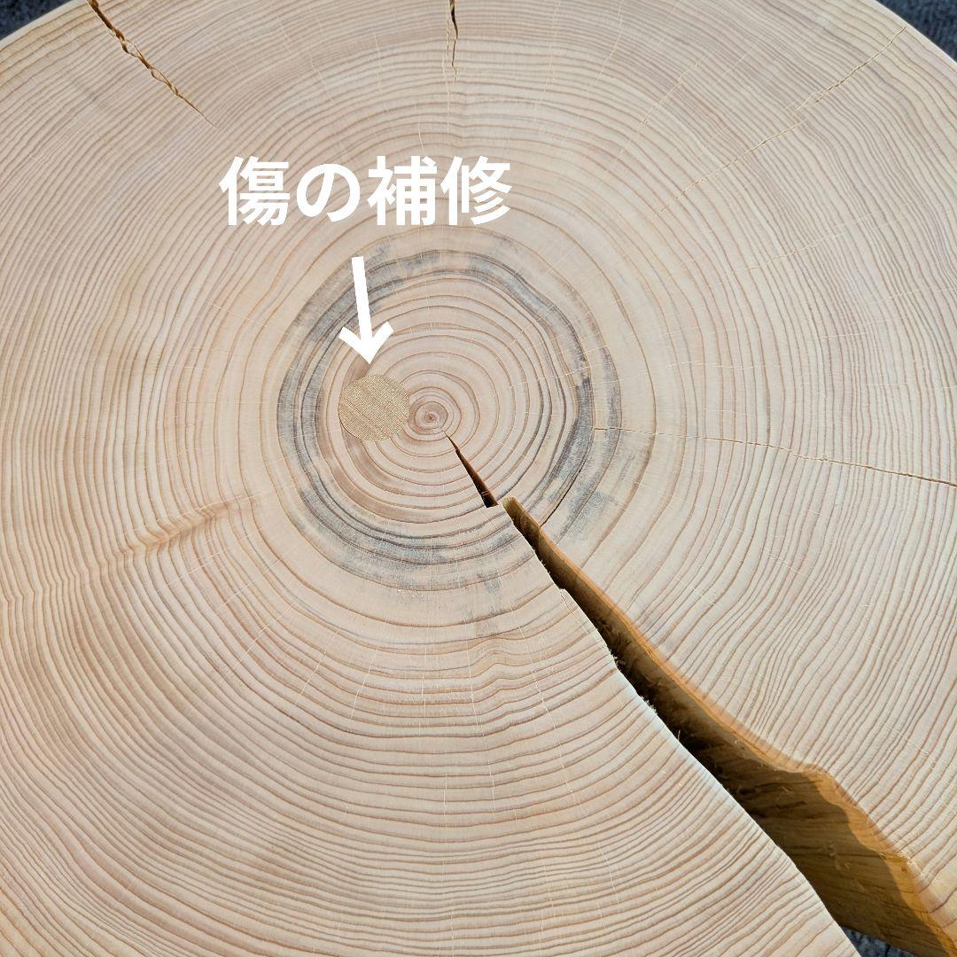 檜　切り株　丸太　椅子　スツール　 テーブル　高さ約22.5㎝