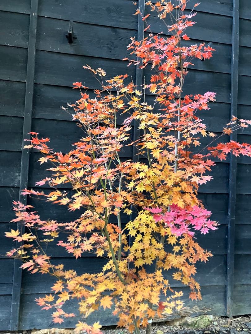 Poppopo　4 コハウチワカエデ