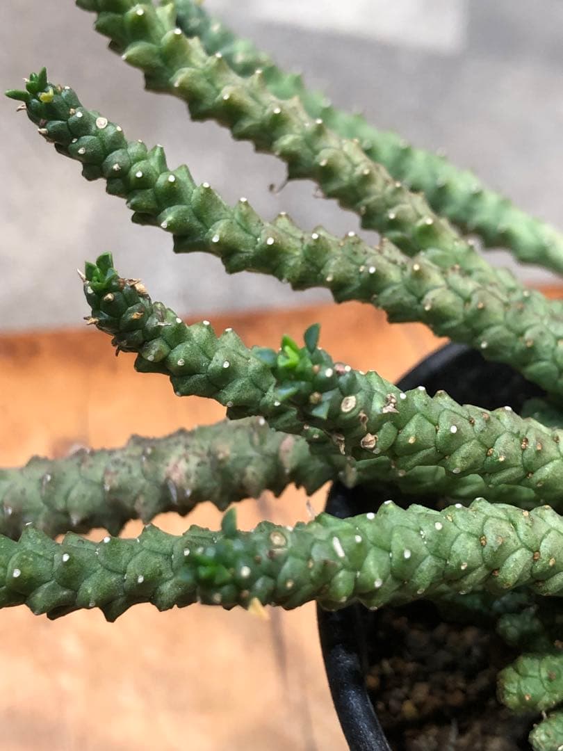 ユーフォルビア・ゴルゴニス