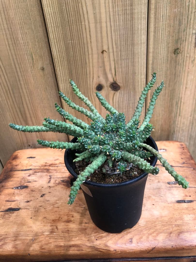 ユーフォルビア・ゴルゴニス