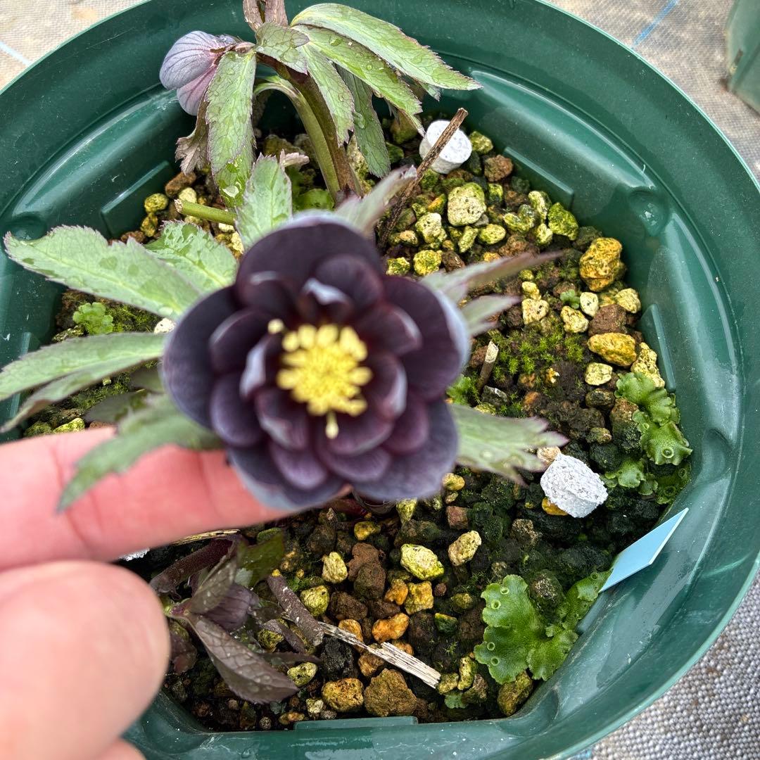 クリスマスローズ　木口交配　スモーキーブルー　実生　7寸