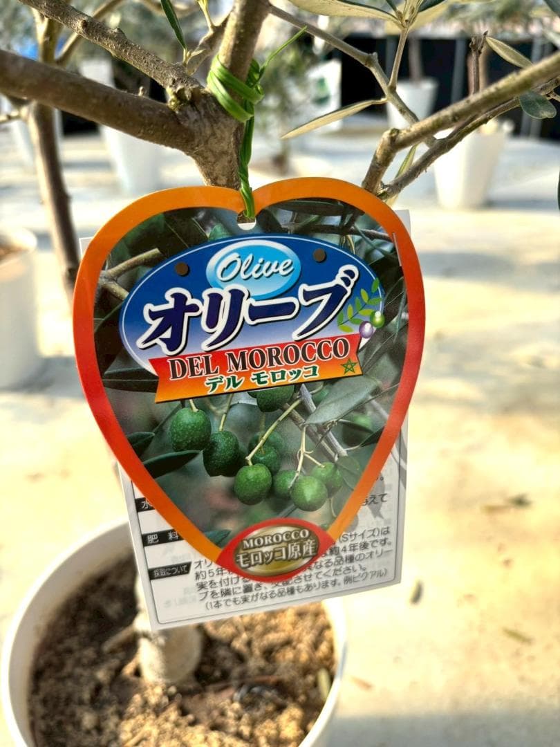 オリーブの木　デルモロッコ　8号　約110cm　K-325　希少品種　現品掲載