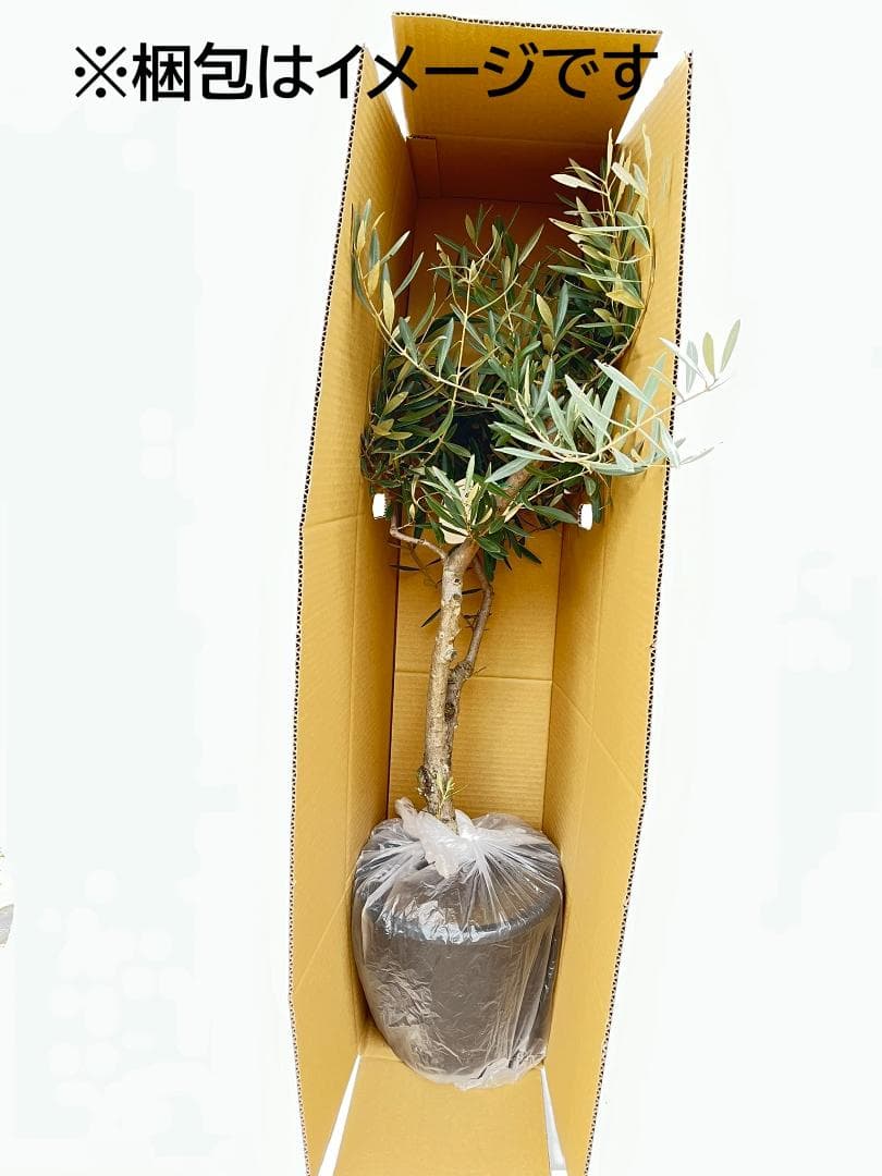 オリーブの木　デルモロッコ　8号　約110cm　K-325　希少品種　現品掲載