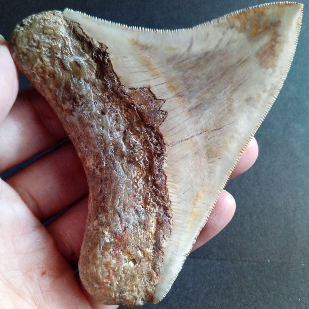 サメの歯化石　インドネシア　 メガロドン