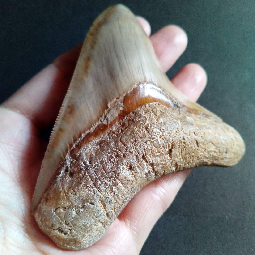 サメの歯化石　インドネシア　 メガロドン