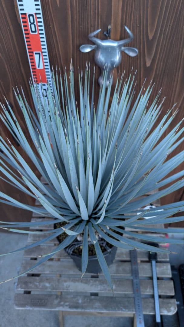 ハイブリッドユッカ マルデヌベス ロストラータ