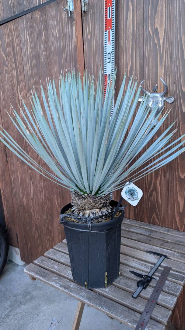 ハイブリッドユッカ マルデヌベス ロストラータ