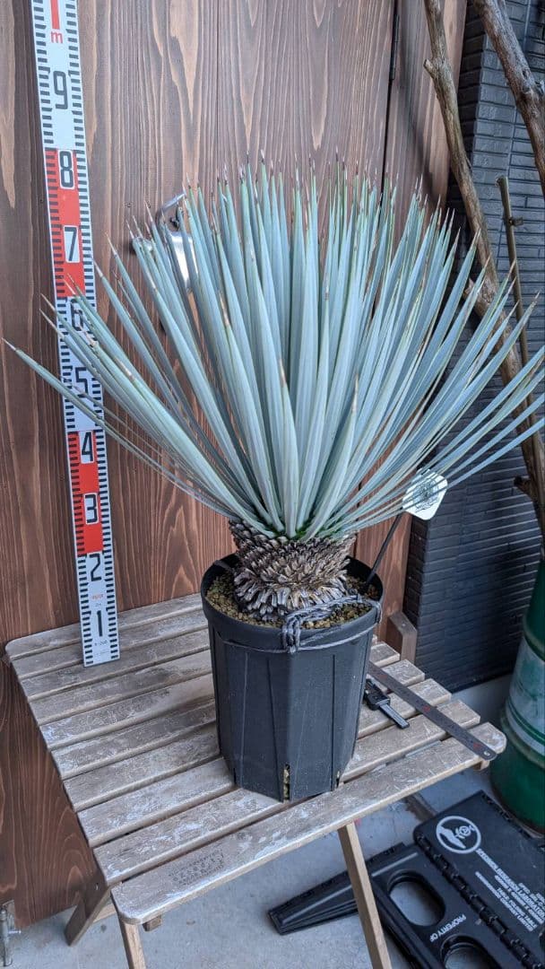 ハイブリッドユッカ マルデヌベス ロストラータ