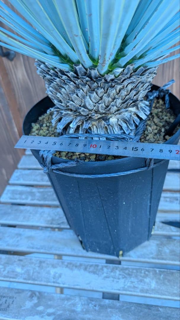 ハイブリッドユッカ マルデヌベス ロストラータ