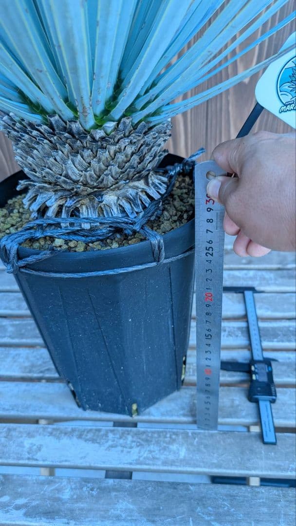 ハイブリッドユッカ マルデヌベス ロストラータ