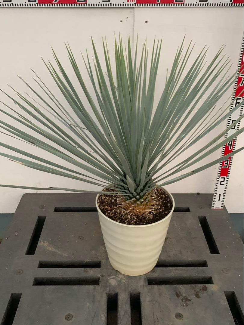 エ*ス様 ユッカ　ロストラータ　白鉢