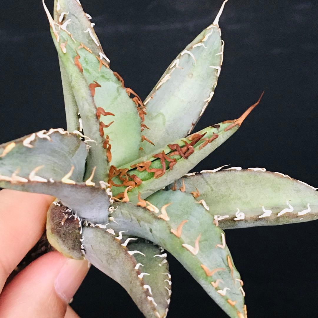 【高騰品種】1 白銀金剛 極上白棘 アガベチタノタ SilverKingKong