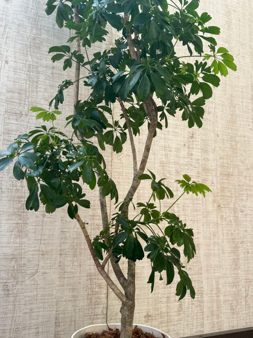 ☆ シェフレラ◦レナータ♪ 158cm リビングサイズ♪