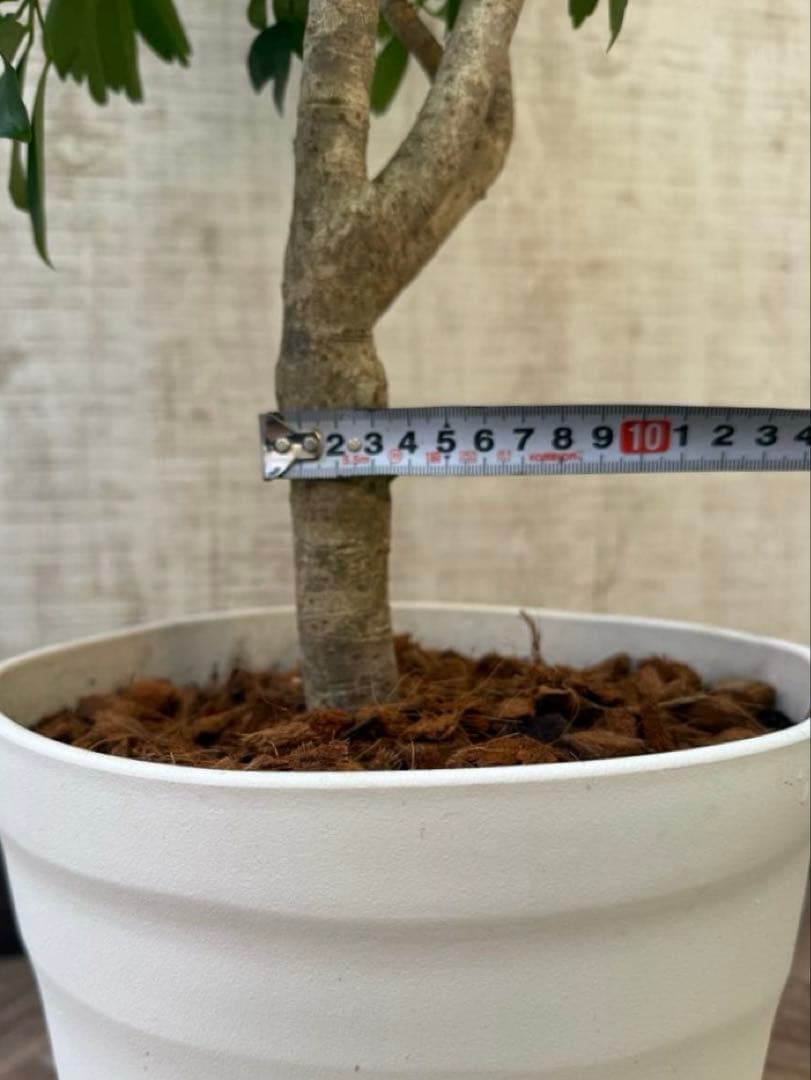 ☆ シェフレラ◦レナータ♪ 158cm リビングサイズ♪