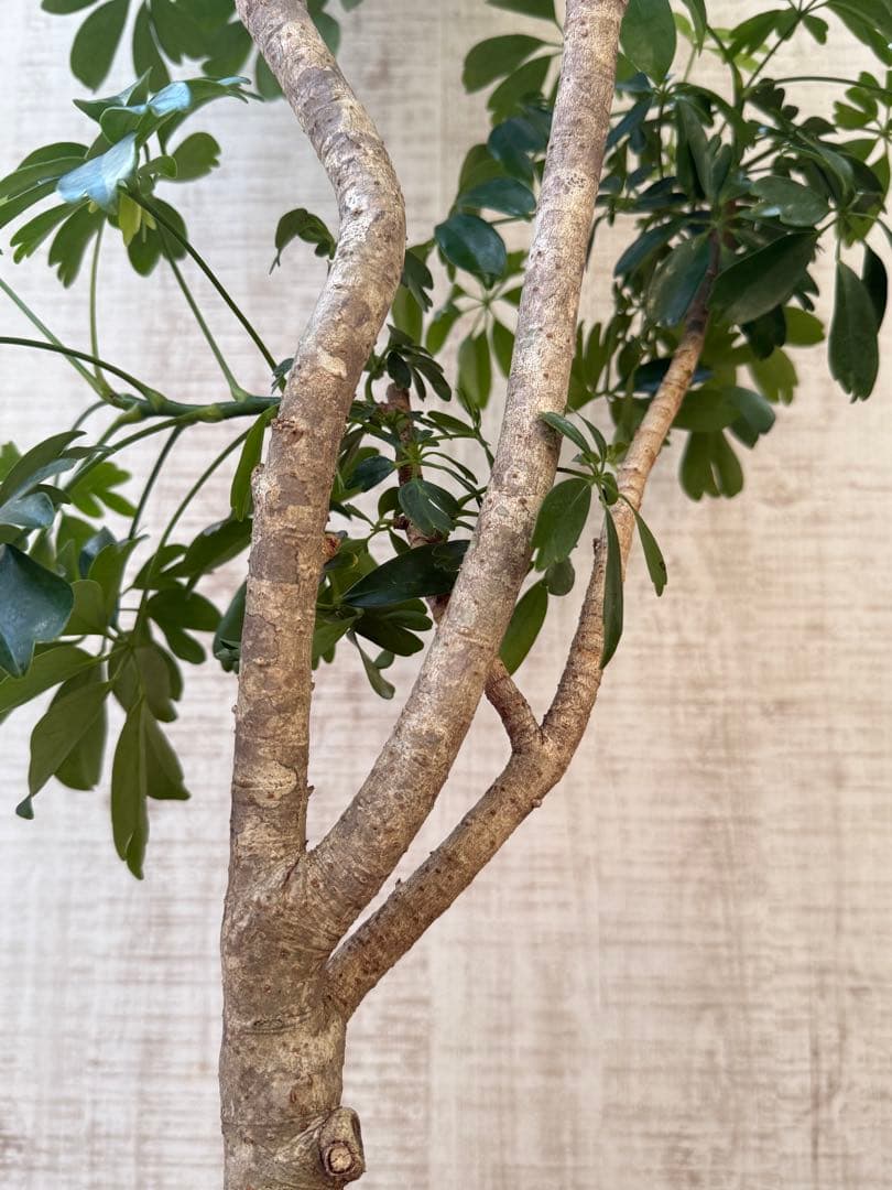 ☆ シェフレラ◦レナータ♪ 158cm リビングサイズ♪