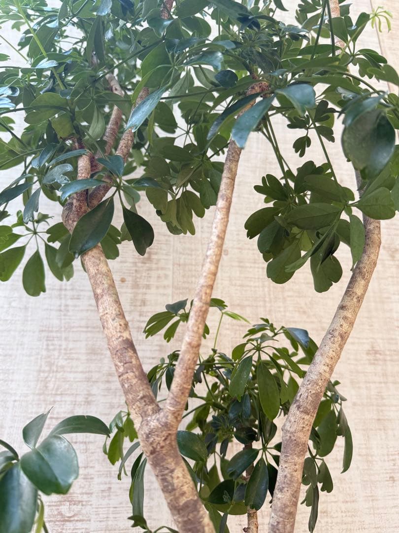 ☆ シェフレラ◦レナータ♪ 158cm リビングサイズ♪