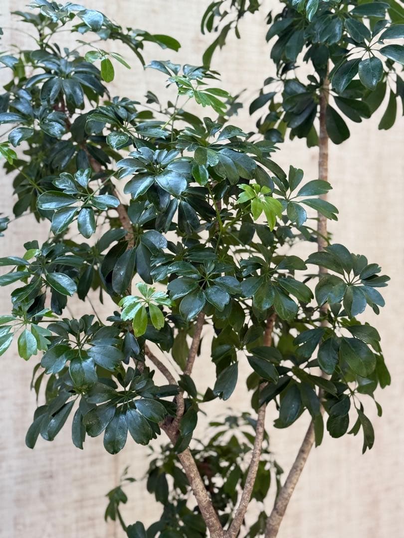 ☆ シェフレラ◦レナータ♪ 158cm リビングサイズ♪