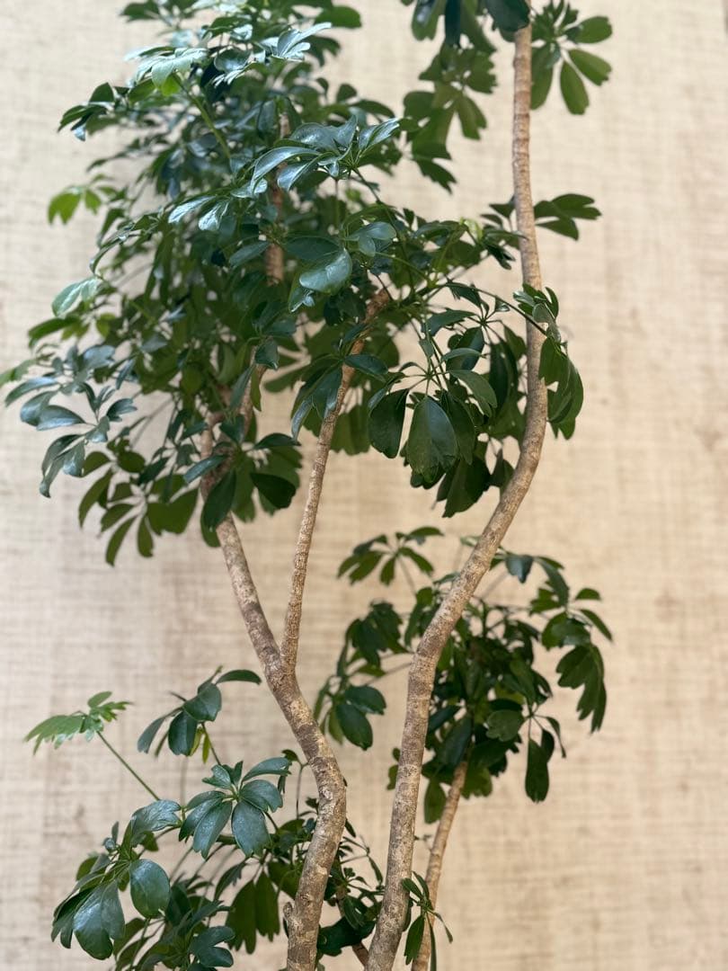 ☆ シェフレラ◦レナータ♪ 158cm リビングサイズ♪