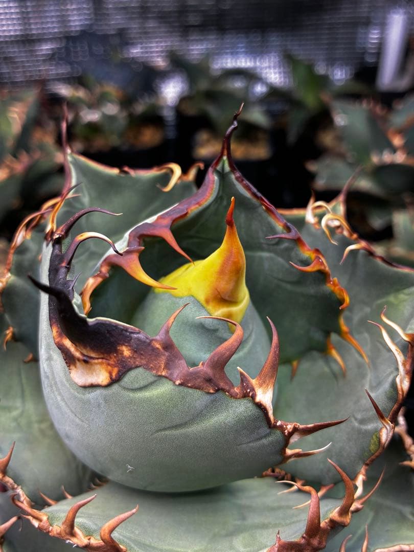 AGAVE OTEROI 実生株（青葉系）