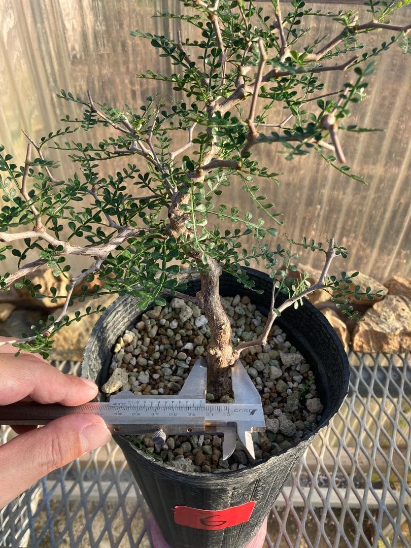 オペルクリカリア・パキプス(根挿し)No6