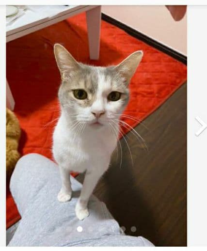 お宅の猫ちゃん作ります　募集　猫　ネコ　ねこ　ペット　プレゼント　ギフト