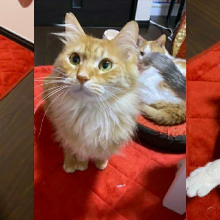 お宅の猫ちゃん作ります　募集　猫　ネコ　ねこ　ペット　プレゼント　ギフト