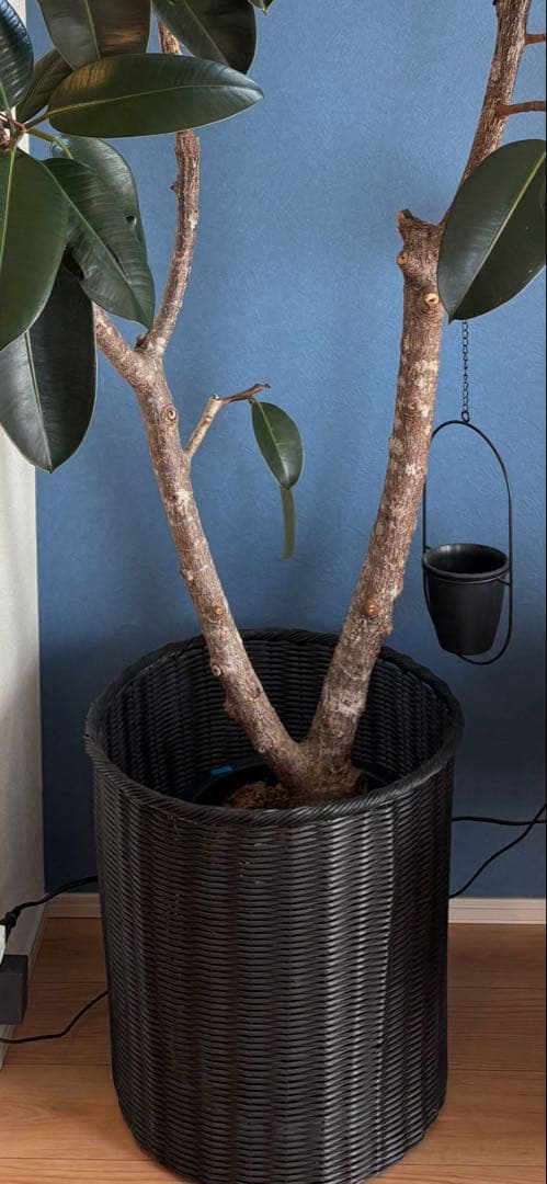 引き取り限定！フィカス 約2m 大型観葉植物　フィカスバーガンディー