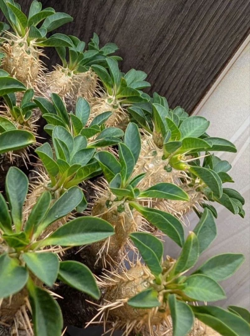 最終★ユーフォルビア ギラウミニアナ コーデックス 現地球 塊根植物 多肉植物