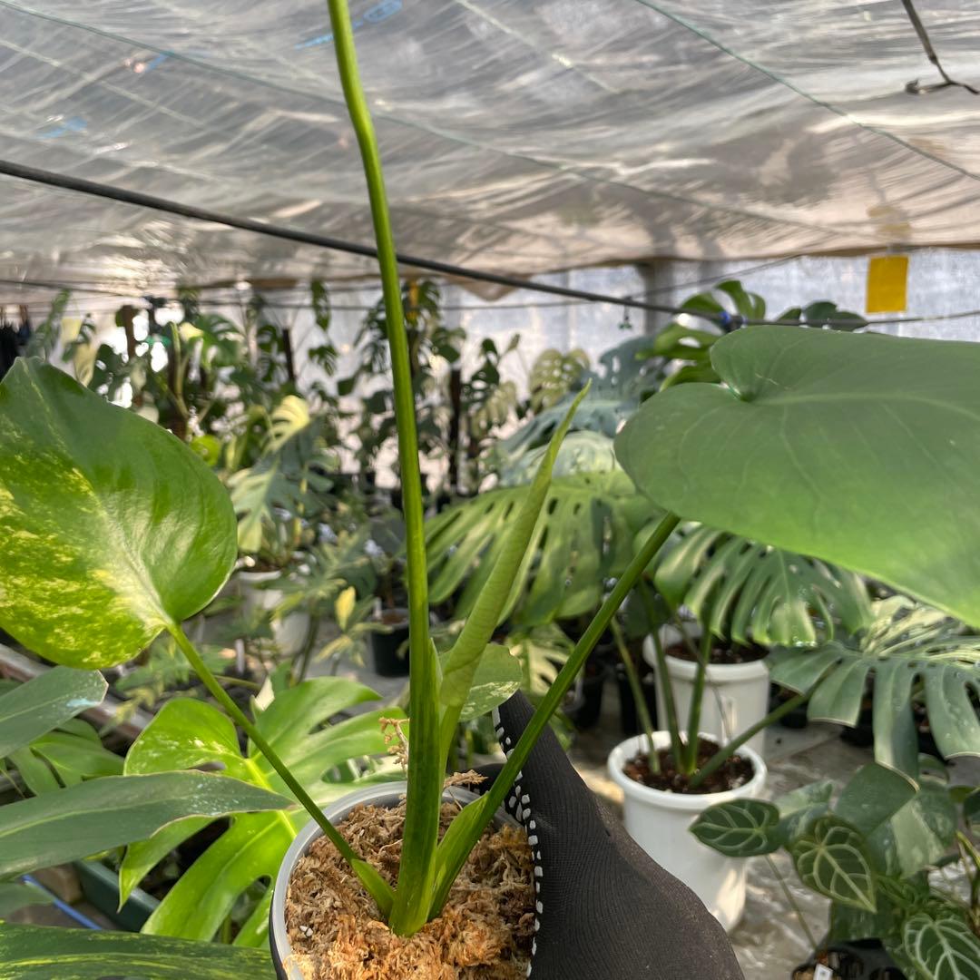 MS17 モンステラ　イエローマリリン　黄斑入り