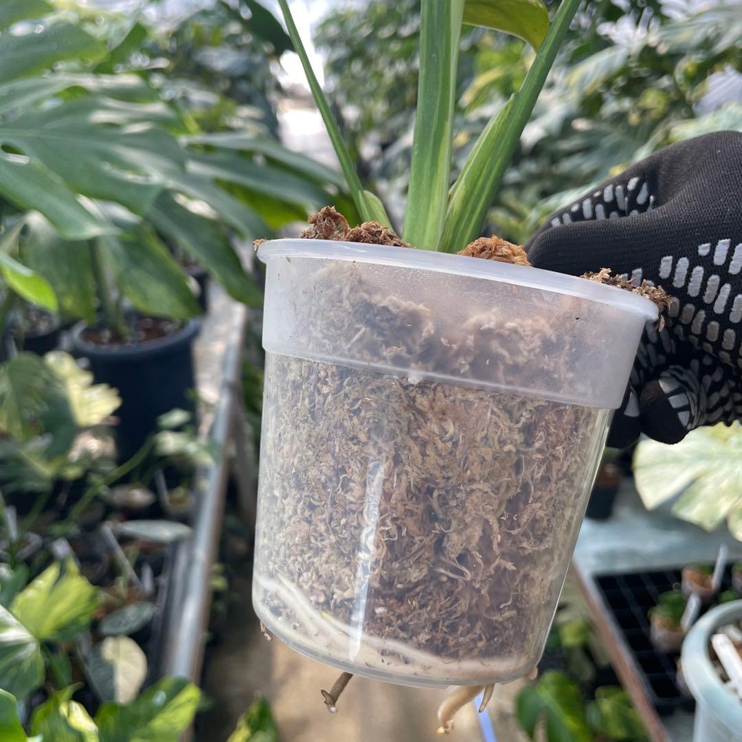 MS17 モンステラ　イエローマリリン　黄斑入り