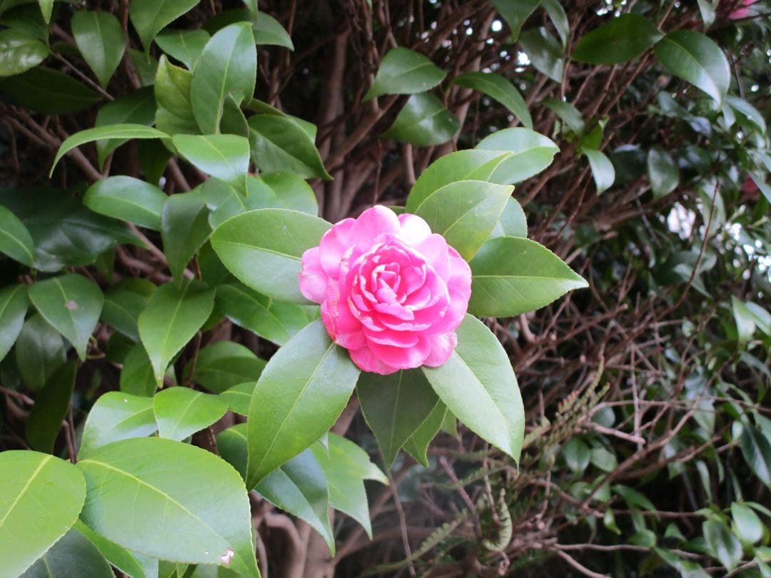 Canon IXY 190 レッド 動作確認済み　付属品完備