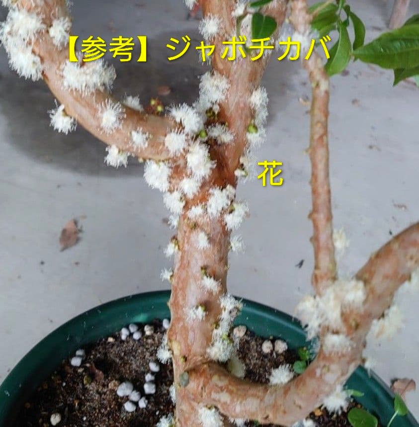 ジャボチカバ【大葉 四季成り性】 6年生 実生 ポット苗 熱帯果樹 観葉植物