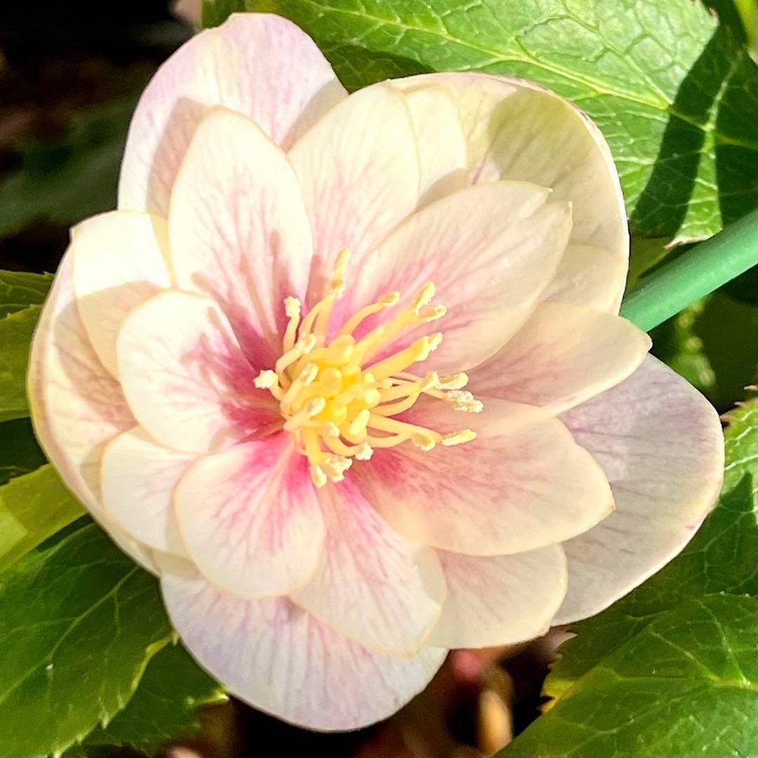 ば*な様 3041⭐️超希少⭐️ 【親株】【ノスタルジア】クリスマスローズ