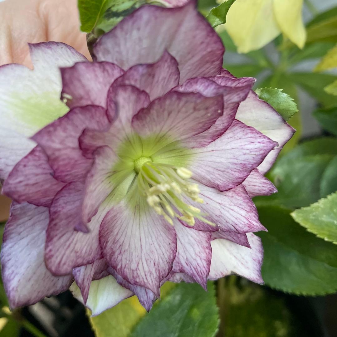 大特価！6鉢価格！クリスマスローズ　苗　苗木　宿根草　6号鉢　八重咲き　花付き