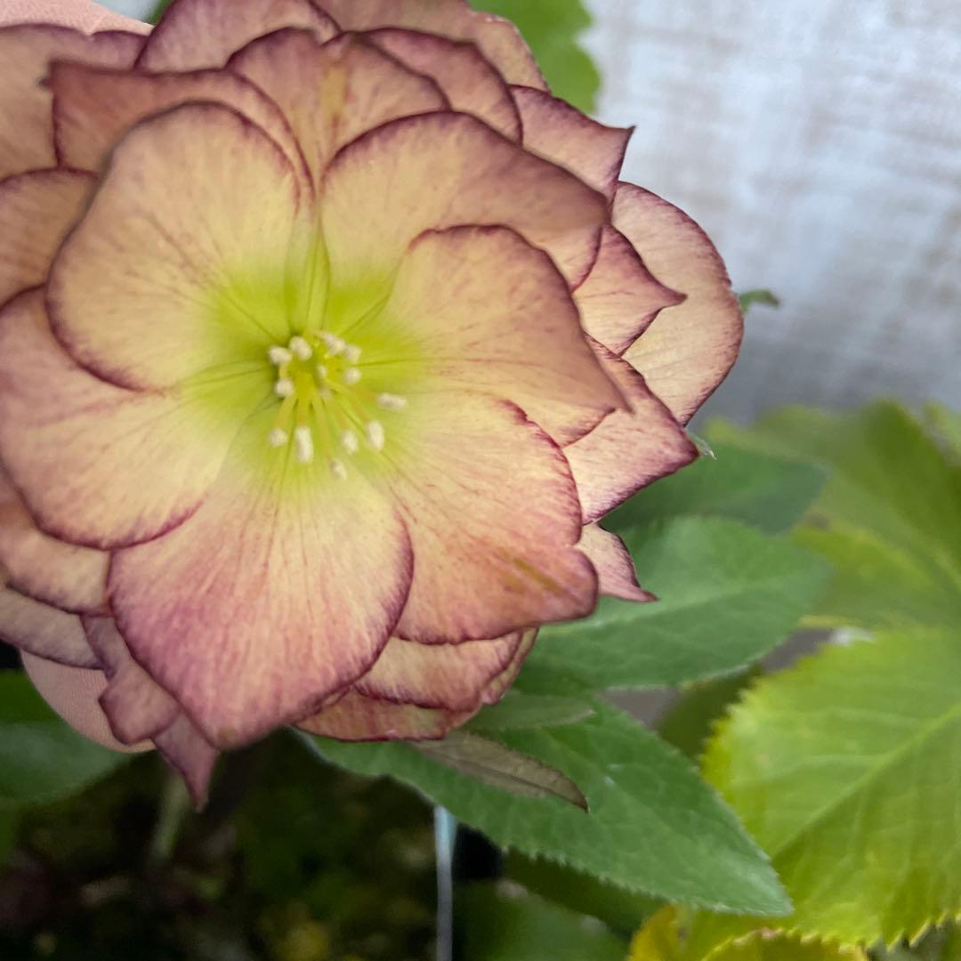 大特価！6鉢価格！クリスマスローズ　苗　苗木　宿根草　6号鉢　八重咲き　花付き