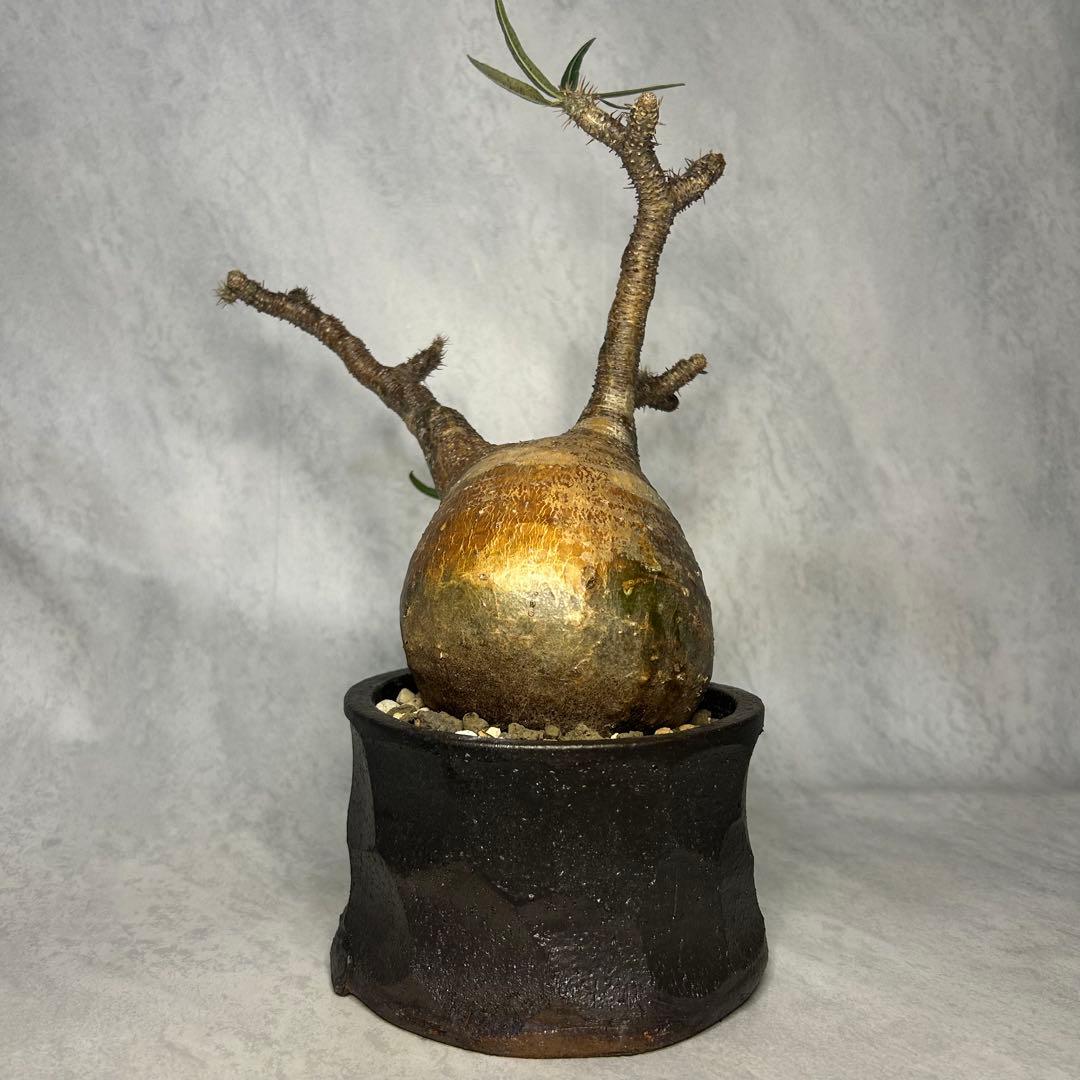 パキポディウム グラキリス 4.5号鉢入り(信楽焼) 現地球 塊根植物