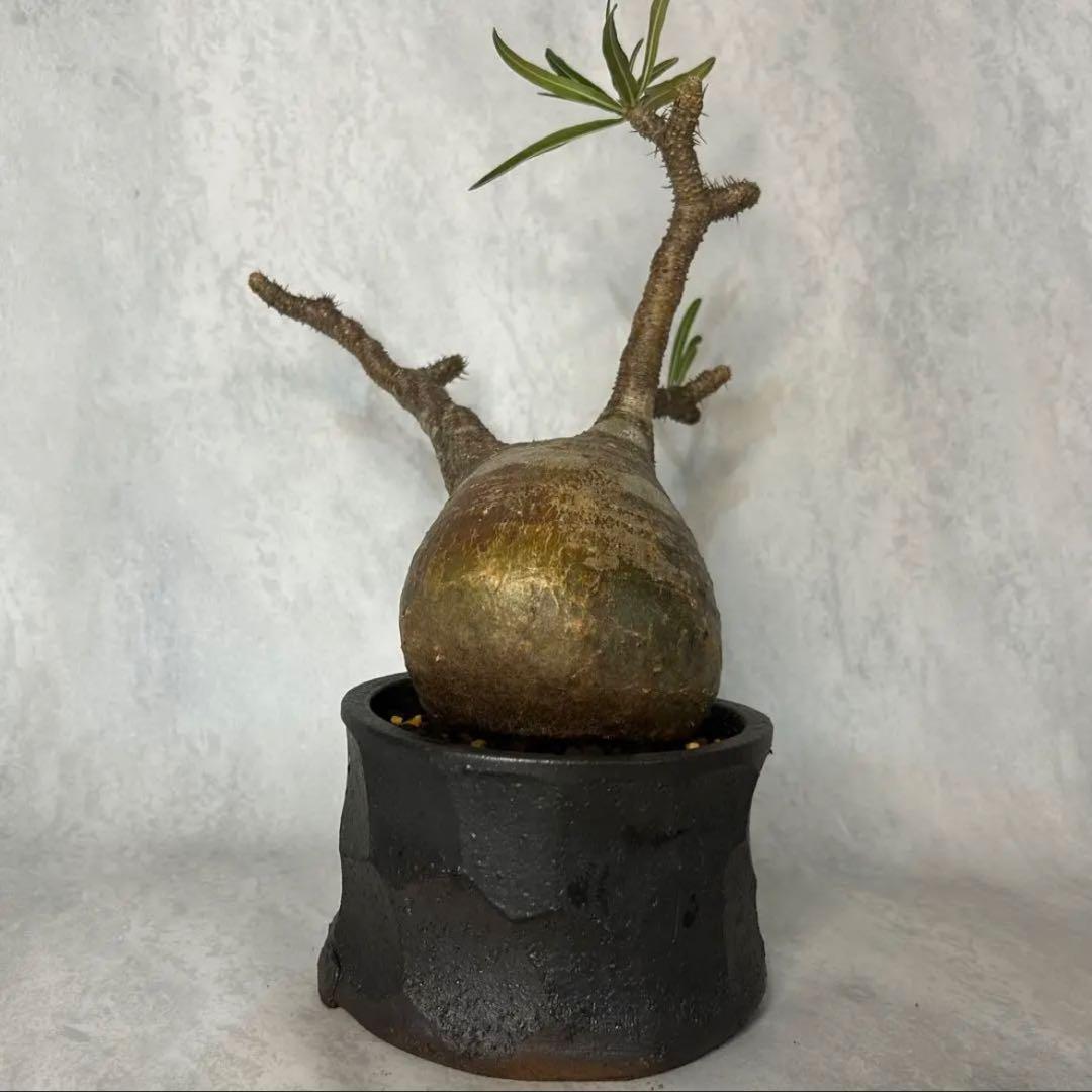 パキポディウム グラキリス 4.5号鉢入り(信楽焼) 現地球 塊根植物