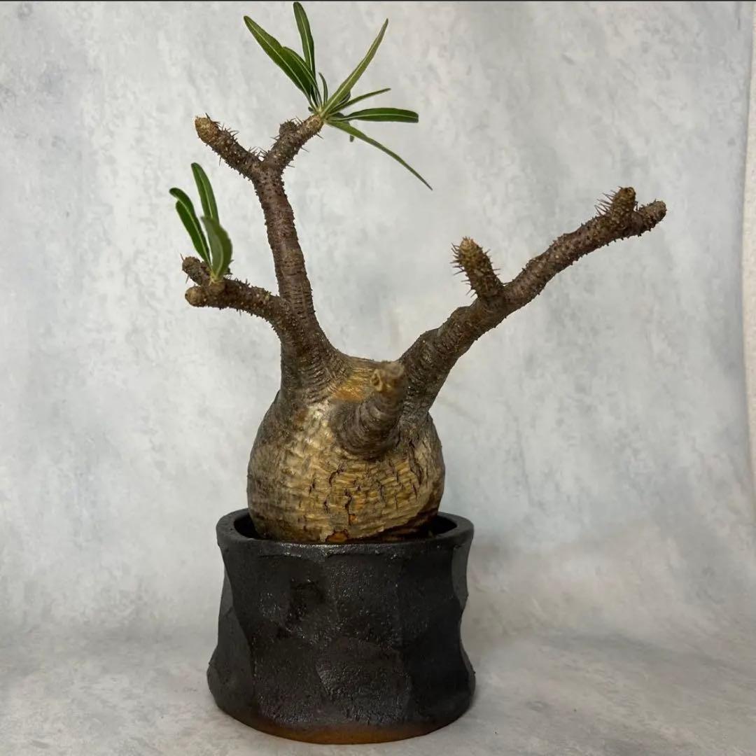 パキポディウム グラキリス 4.5号鉢入り(信楽焼) 現地球 塊根植物