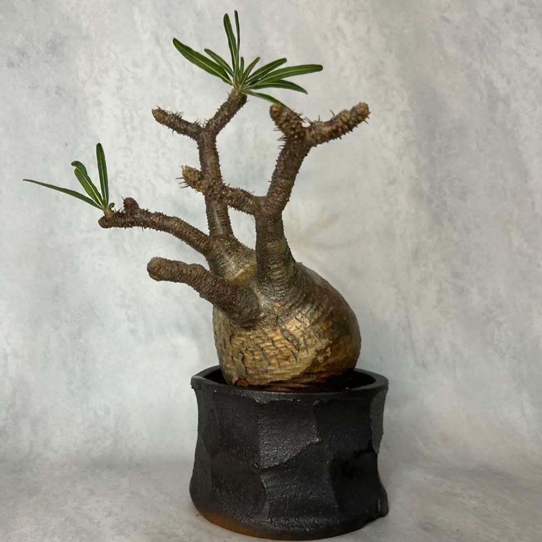 パキポディウム グラキリス 4.5号鉢入り(信楽焼) 現地球 塊根植物