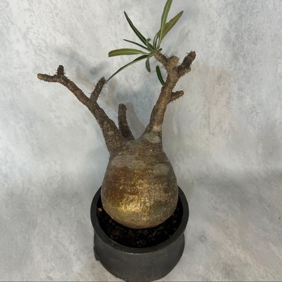 パキポディウム グラキリス 4.5号鉢入り(信楽焼) 現地球 塊根植物