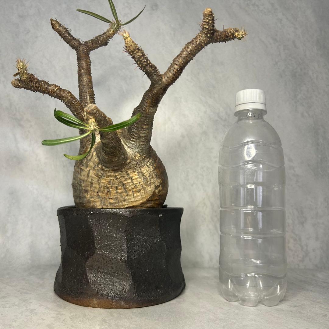 パキポディウム グラキリス 4.5号鉢入り(信楽焼) 現地球 塊根植物