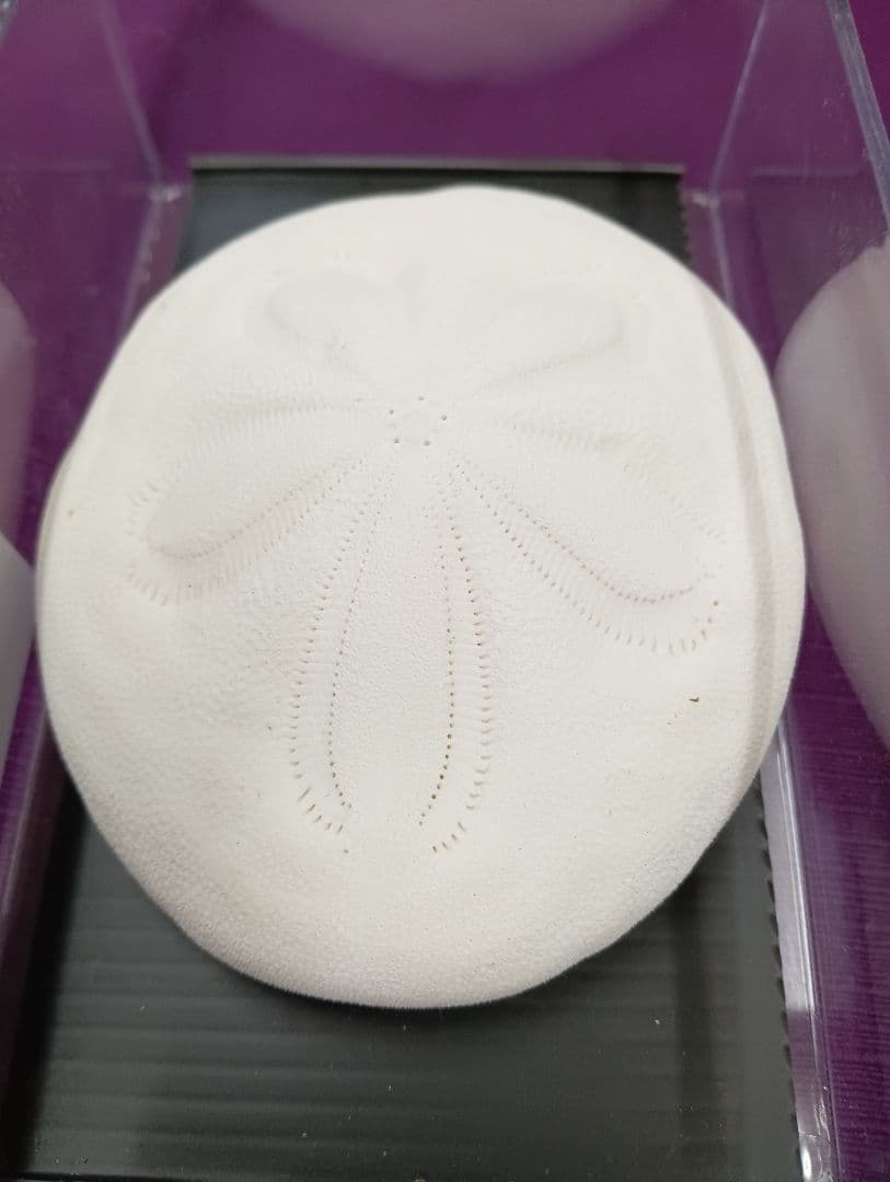 四国太平洋高知県産稀少平家蟹（蜘蛛蟹）サムライ蟹＆タコノマクラリアル標本セット