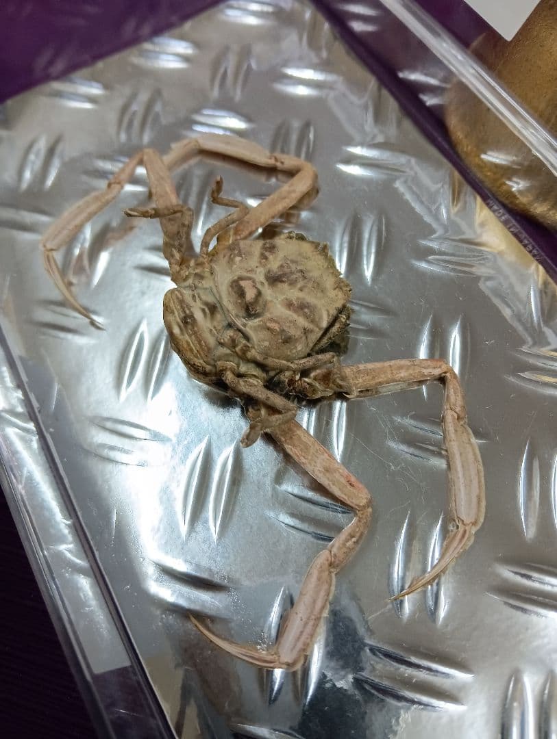 四国太平洋高知県産稀少平家蟹（蜘蛛蟹）サムライ蟹＆タコノマクラリアル標本セット