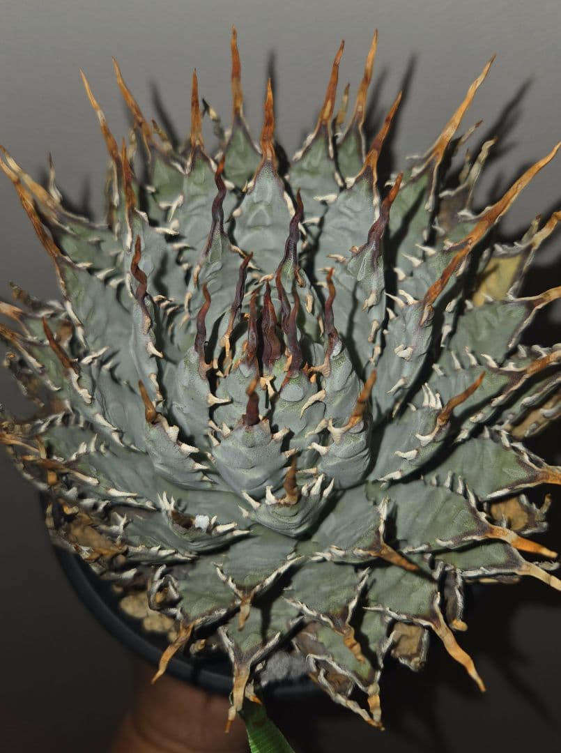 ユタエンシスエボリスピナ　発根済み