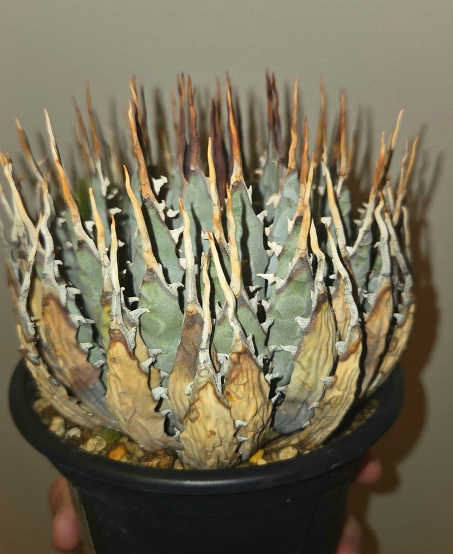 ユタエンシスエボリスピナ　発根済み