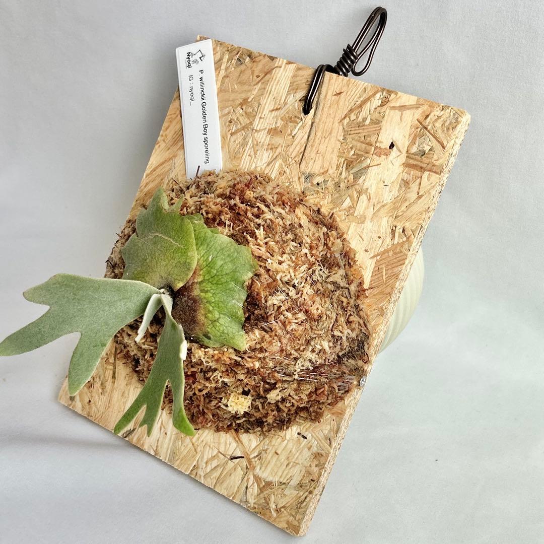 P. wilinckii Golden Boy spore【61】